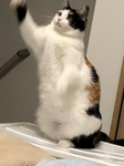 みすけ3.png